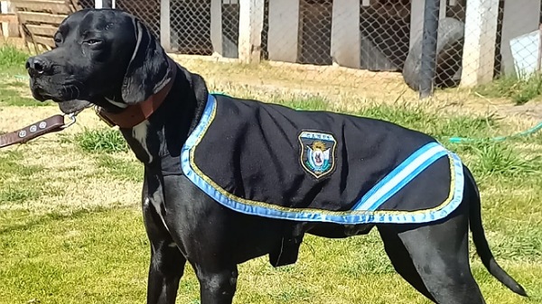 Duque, el perro policía que recuperó dinero robado