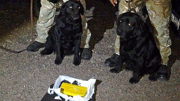 Destacada participación de perros policías en un operativo antidrogas