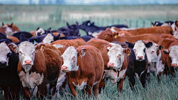 Significativo robo de vacas en Punta del Agua