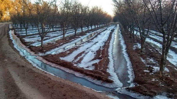 Productores preocupados por las intensas heladas
