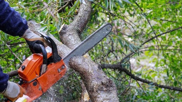 Apuntan al Gobierno provincial como responsable de los árboles mutilados