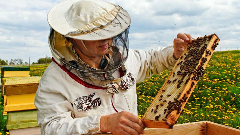 Media sanción al proyecto que busca fortalecer la actividad apícola en Mendoza