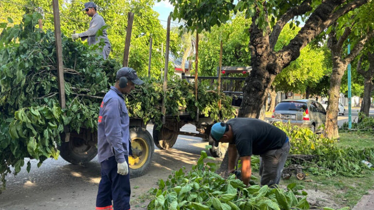 Arbolado público: mayor autonomía para las comunas