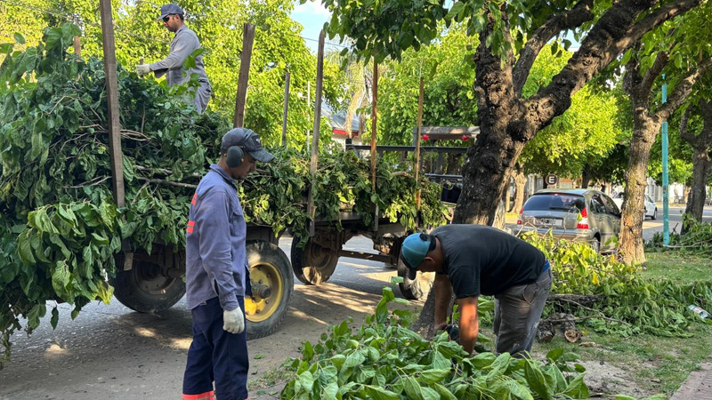 Arbolado público: mayor autonomía para las comunas