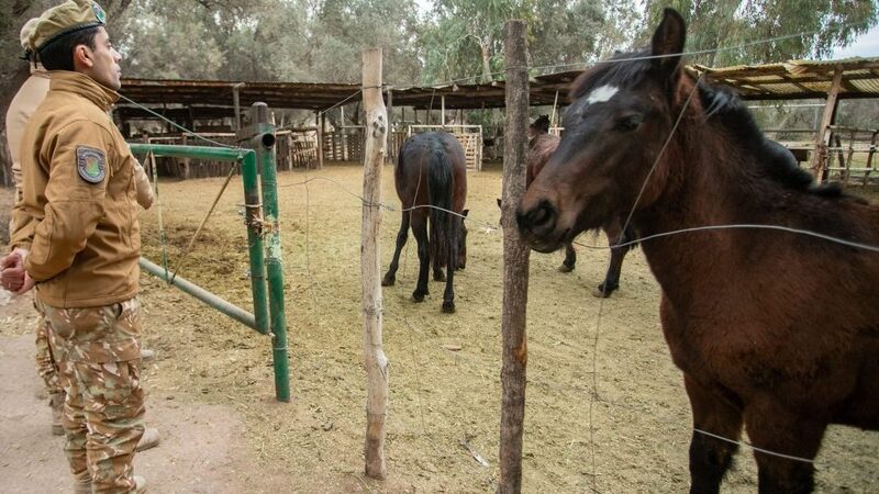 Recuperaron 11 caballos y aprehendieron al conductor de un camión