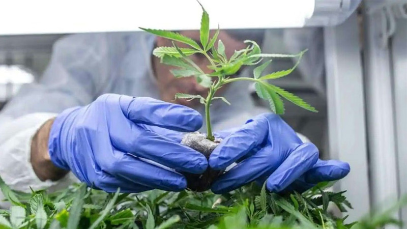 La DGE aprobó la Tecnicatura en Producción de Cannabis y Cáñamo